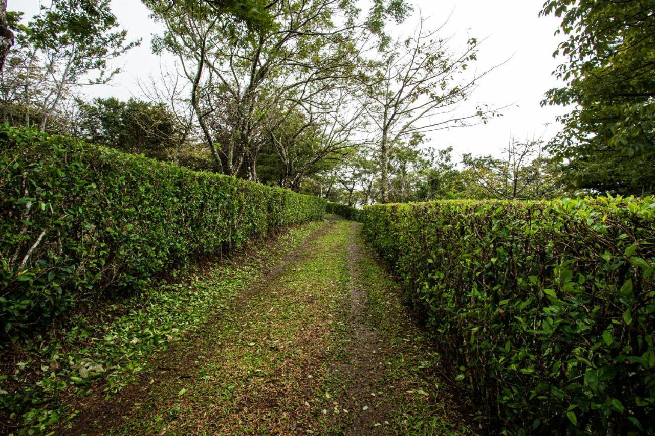 Pochote Lodge Guayabo  Luaran gambar